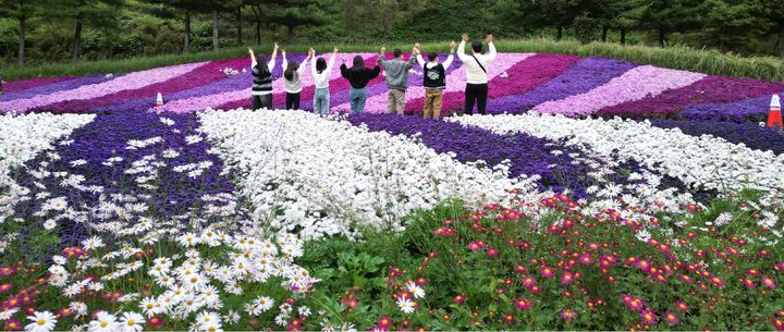 [인제=뉴시스] 25일 인제군문화재단은 오는 27일부터 다음 달 19일까지 23일 동안 인제군 북면 용대 관광지 일원에서 열리는 ‘2025 인제 가을꽃축제’의 모든 준비를 마쳤다 고 고 밝혔다. 사진은 지난해 인제 가을꽃 축제. 인제군 제공.&nbsp; *재판매 및 DB 금지