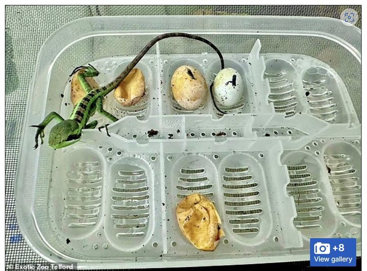 [서울=뉴시스] 영국 버밍엄 인근 동물원에서 지난달 암컷 도마뱀이 수컷과 접촉 없이 여덟 마리 새끼를 낳았다. (사진출처: 데일리메일 캡처) 2025.09.25.