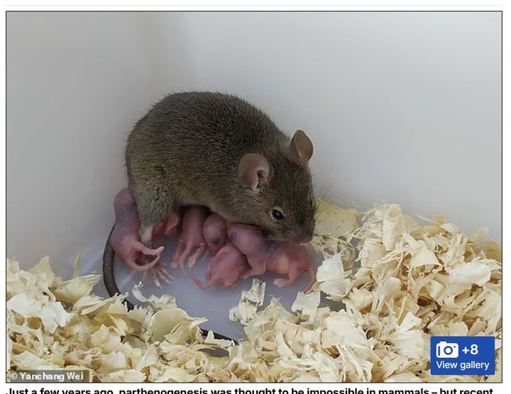 [서울=뉴시스]중국 연구진이 지난 2022년 유전자 편집 기술인 크리스퍼(CRISPR)를 활용해 생쥐의 난자를 인공적으로 활성화시켜 처녀생식을 달성했다. (사진출처 캡처) 2025.09.25.