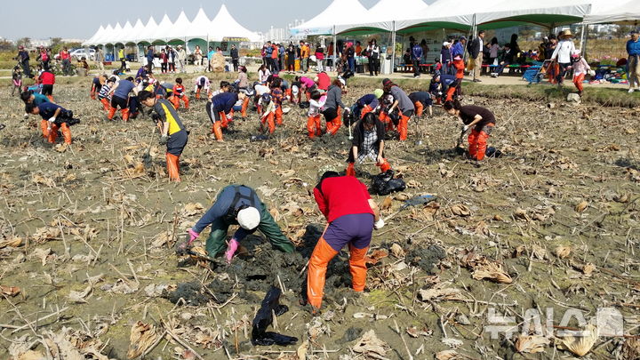 [시흥=뉴시스] 지난 2023년 '가족과 함께하는 연근 캐기' 현장. (사진=시흥시 제공).2025.09.25.photo@newsis.com