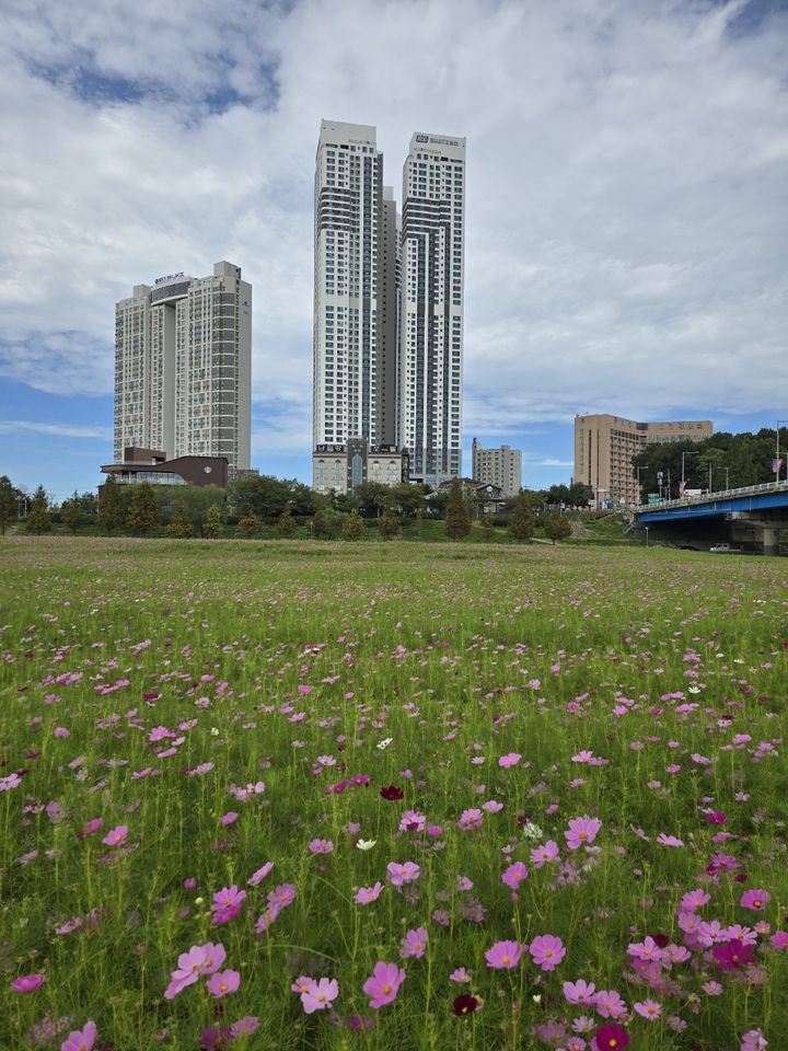 [여주=뉴시스]여주시민공원의 코스모스(사진=여주시 제공) 2025.09.25.photo@newsis.com *재판매 및 DB 금지