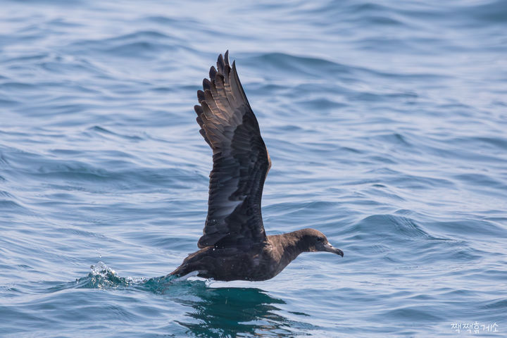 [울산=뉴시스] 울산시는 지난 8월 8일부터 9월 6일까지 방어진 해상 약 20㎞ 지점에서 알래스카에서 번식 후 이동하는 국제보호조를 포함한 조류 10종, 3만1000여 마리를 확인했다고 26일 밝혔다. 사진은 붉은발슴새. (사진= 홍승민씨 제공) 2025.09.26.photo@newsis.com *재판매 및 DB 금지