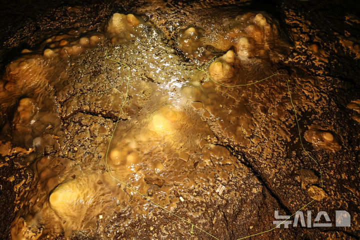 [제주=뉴시스] 우장호 기자 = 25일 제주시 구좌읍 월정리에 위치한 천연기념물 용천동굴이 국가유산 방문의 해를 맞아 언론에 특별공개되고 있다.2005년 5월11일에 발견된 용천동굴은 약 30만∼10만년 전에 분출한 알칼리 감람석 현무암 용암에 의해 형성되었으며, 종유관·종유석·석주·평정석순·동굴산호·동굴진주 등 2차 탄산염생성물이 다종·다양하게 발달하고 대규모의 동굴호수가 있는 등 특이한 면면이 많아 학술적·경관적 가치를 인정받고 있다. 2025.09.25. woo1223@newsis.com