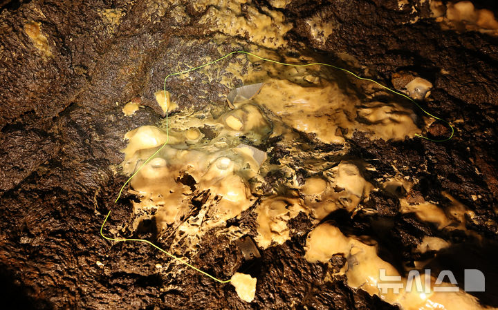 [제주=뉴시스] 우장호 기자 = 25일 제주시 구좌읍 월정리에 위치한 천연기념물 용천동굴이 국가유산 방문의 해를 맞아 언론에 특별공개되고 있다.2005년 5월11일에 발견된 용천동굴은 약 30만∼10만년 전에 분출한 알칼리 감람석 현무암 용암에 의해 형성되었으며, 종유관·종유석·석주·평정석순·동굴산호·동굴진주 등 2차 탄산염생성물이 다종·다양하게 발달하고 대규모의 동굴호수가 있는 등 특이한 면면이 많아 학술적·경관적 가치를 인정받고 있다. 2025.09.25. woo1223@newsis.com