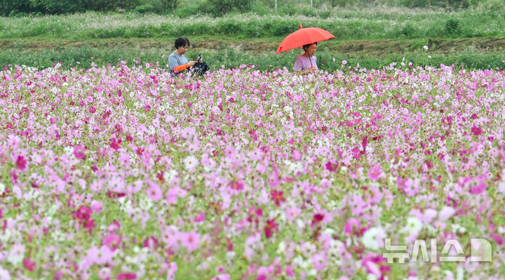 [나주=뉴시스] 이영주 기자 = 25일 오후 전남 나주시 영산강 둔치공원에서 시민들이 코스모스밭을 거닐고 있다. 2025.09.25. leeyj2578@newsis.com