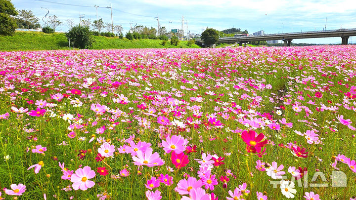 [나주=뉴시스] 25일 전남 나주시 삼영동 영산강변에 대규모로 조성한 코스모스 단지에 청량한 가을바람을 따라 분홍빛 물결이 펼쳐지고 있다. 2025.09.25. (사진=나주시 제공) photo@newsis.com