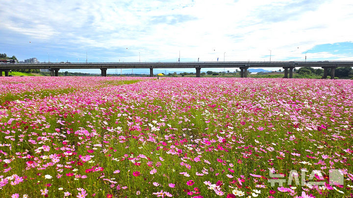 [나주=뉴시스] 25일 전남 나주시 삼영동 영산강변에 대규모로 조성한 코스모스 단지에 청량한 가을바람을 따라 분홍빛 물결이 펼쳐지고 있다. 2025.09.25. (사진=나주시 제공) photo@newsis.com