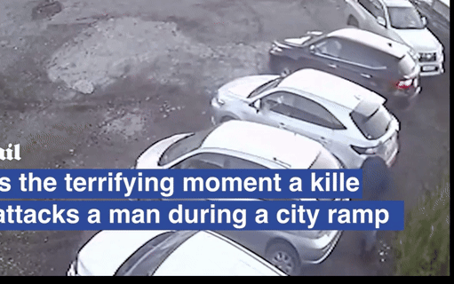 [뉴시스]러시아 도심 한복판에서 거대한 야생 곰이 시민을 습격하고 차량을 부수는 영상이 공개돼 충격을 주고 있다.(영상=데일리메일 캡쳐).2025.09.26 *재판매 및 DB 금지