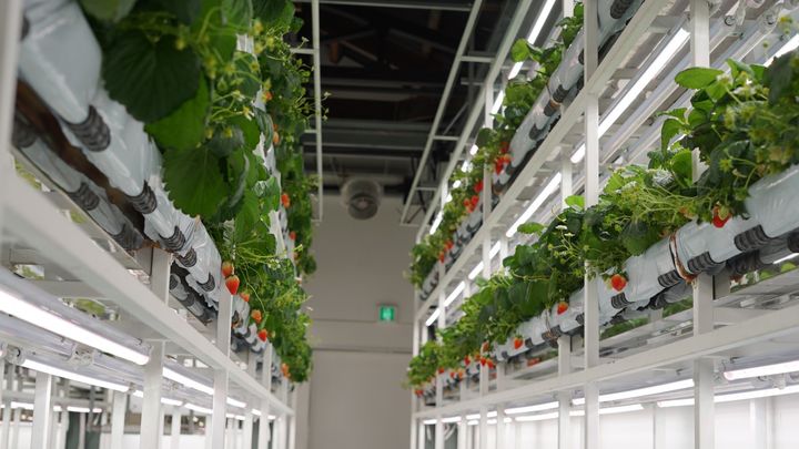 [논산=뉴시스]논산시가 농림축산식품부 주관 '2026 스마트원예단지 조성공모사업'에 최종 선정됐다. 2025. 09. 26 photo@newsis.com *재판매 및 DB 금지