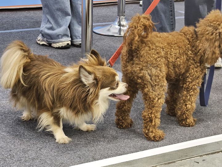 [부산=뉴시스] 박광온 기자 =사진은 26일 부산 해운대구 벡스코에서 열린 '제1회 동물보호의 날' 기념 행사에 반려견을 동반한 반려인들이 참석하고 있는 모습. 2025.0926. photo@newsis.com *재판매 및 DB 금지