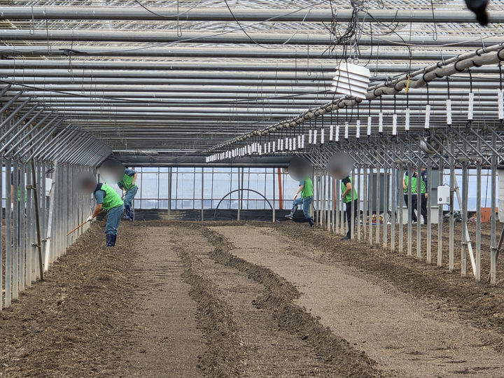 [부산=뉴시스] 농협중앙회 부산본부가 부산구치소 보라미봉사단과 함께 지난 25일 부산 강서구 일대 농가에서 농촌 일손돕기를 실시했다. (사진=NH농협은행 부산본부 제공) 2025.09.26. photo@newsis.com *재판매 및 DB 금지
