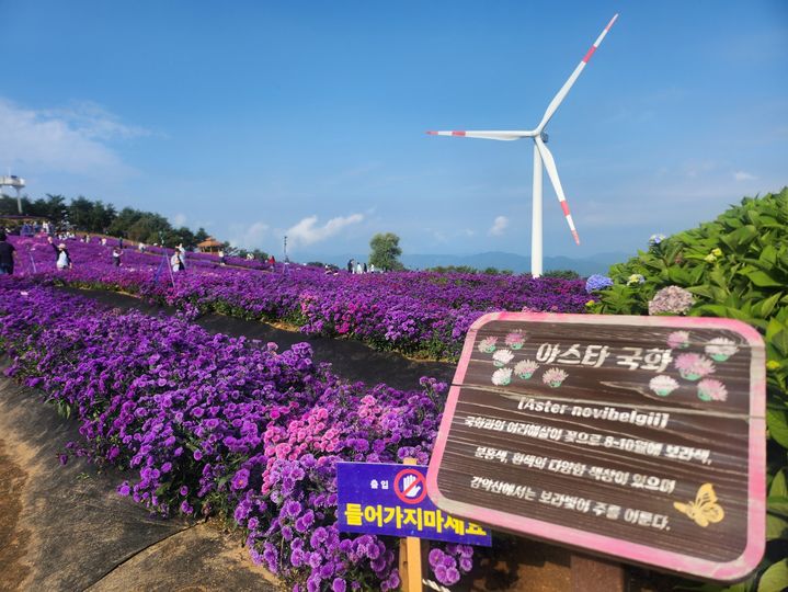 [거창=뉴시스] 27일 오전 7시 경남 거창군 감악산 별바람언덕 꽃별여행 축제애 많은 관광객들이 아스타 국화에 흠뻑 빠져 있다. 2025. 09. 27. shw1881@newsis.com *재판매 및 DB 금지