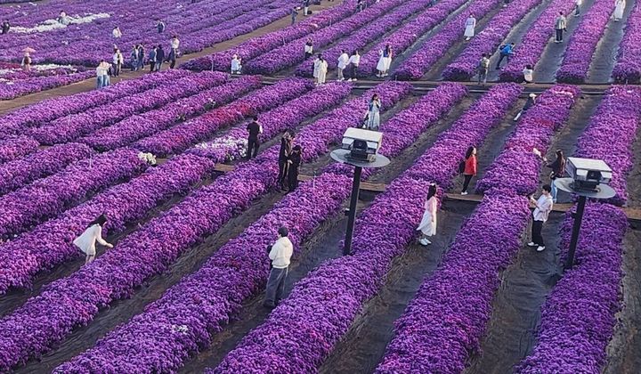 [거창=뉴시스] 27일 오전 7시 경남 거창군 감악산 별바람언덕 꽃별여행 축제애 많은 관광객들이 아스타 국화에 흠뻑 빠져 있다. 2025. 09. 27. shw1881@newsis.com *재판매 및 DB 금지