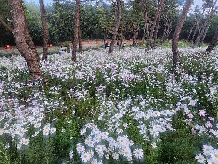 [거창=뉴시스] 27일 오전 7시 경남 거창군 감악산 별바람언덕 꽃별여행 축제애 많은 관광객들이 구절초 국화에 흠뻑 빠져 있다. 2025. 09. 27. shw1881@newsis.com *재판매 및 DB 금지