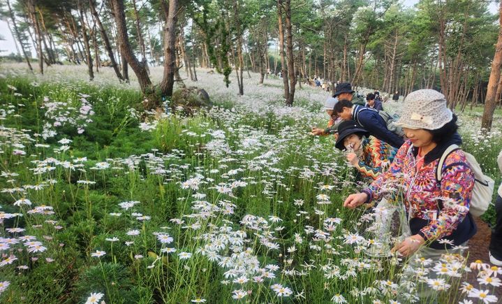 [거창=뉴시스] 27일 오전 7시 경남 거창군 감악산 별바람언덕 꽃별여행 축제애 많은 관광객들이 구절초 국화에 흠뻑 빠져 있다. 2025. 09. 27. shw1881@newsis.com *재판매 및 DB 금지