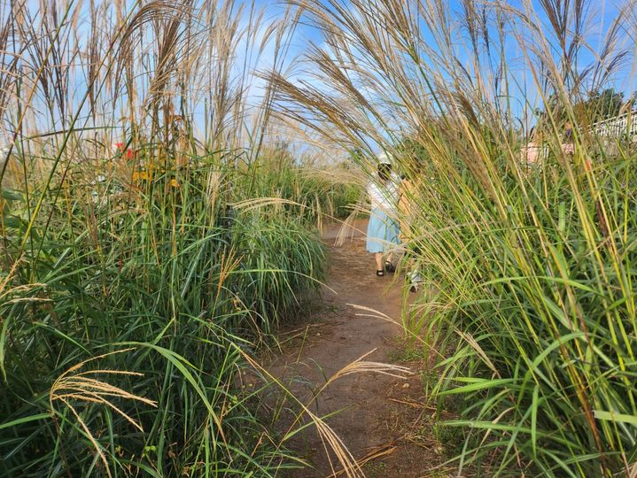 [거창=뉴시스] 27일 오전 7시 경남 거창군 감악산 별바람언덕 꽃별여행 축제애 많은 관광객들이 억새미로를 걷고 있다. 2025. 09. 27. shw1881@newsis.com *재판매 및 DB 금지