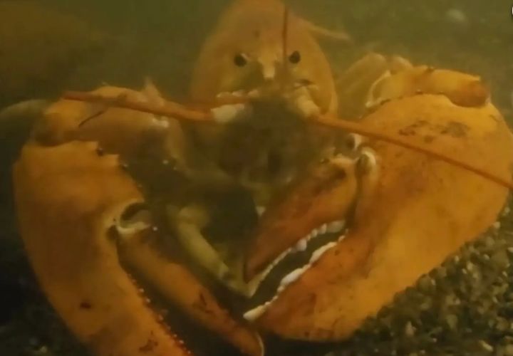 [뉴시스] 슈퍼마켓 수족관에서 살아있는 채 발견된 '오렌지색 랍스터'. 2025.09.27. (사진=뉴욕포스트 캡처). *재판매 및 DB 금지