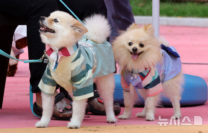 "투표 해주세요...'제1회 뉴시스 반려동물 사진 콘테스트' 2차 심사 - 뉴스 썸네일 이미지