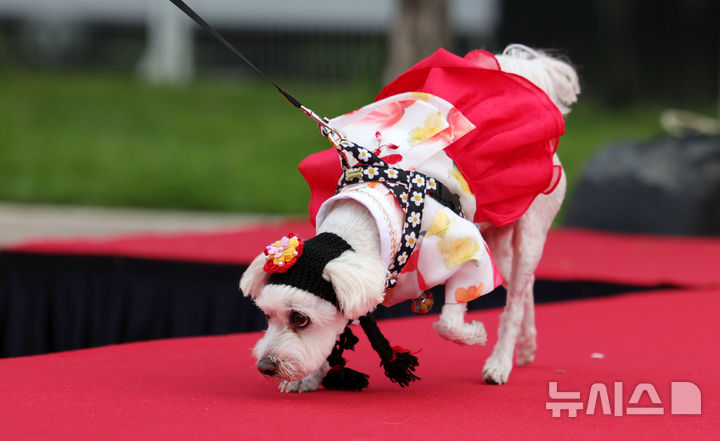 [서울=뉴시스] 홍효식 기자 = 서울 마포구 난지한강공원 내 반려동물캠핑장에서 열린 댕댕이 한복 패션쇼에서 반려견이 레드카펫을 걷고 있다. 2025.09.28. yesphoto@newsis.com