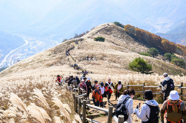 정선 민둥산에 억새가 장관을 이루고 있다.(사진=정선군 제공) *재판매 및 DB 금지