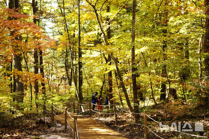[서울=뉴시스]광릉 숲길. 국가유산청 제공