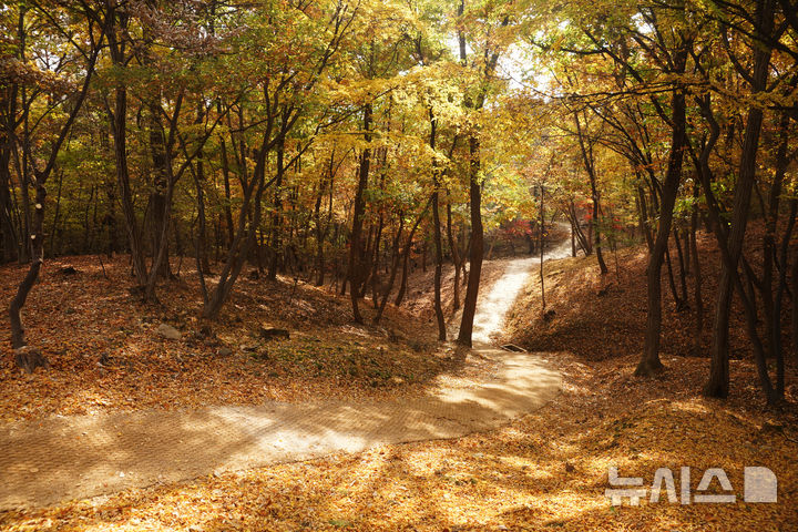 [서울=뉴시스]동구릉 숲길. 국가유산청 제공
