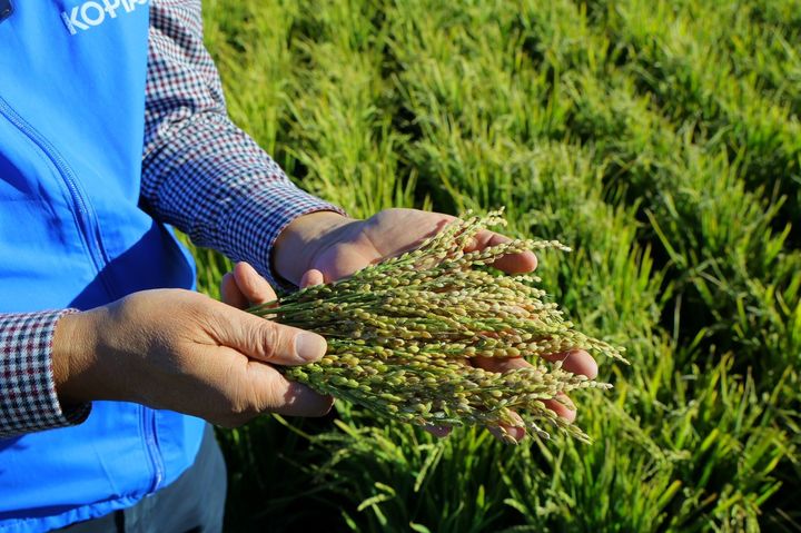 [세종=뉴시스] 농촌진흥청은 해외농업기술개발사업(KOPIA·코피아) 몽골센터가 '몽골 적응 벼 재배기술 개발사업'을 추진한 끝에 지난 17일 몽골 홉드도 볼강군 시험포장에서 한국 품종 '진부올벼' 재배에 성공했다고 29일 밝혔다. 사진은 수확기를 맞은 ‘진부올벼’를 보여주고 있는 오명규 코피아 몽골센터 소장. (사진=농진청 제공) 2025.09.29. photo@newsis.com *재판매 및 DB 금지