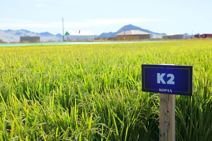 [세종=뉴시스] 농촌진흥청은 해외농업기술개발사업(KOPIA·코피아) 몽골센터가 '몽골 적응 벼 재배기술 개발사업'을 추진한 끝에 지난 17일 몽골 홉드도 볼강군 시험포장에서 한국 품종 '진부올벼' 재배에 성공했다고 29일 밝혔다. 사진은 '진부올벼' 시험포장 모습. (사진=농진청 제공) 2025.09.29. photo@newsis.com *재판매 및 DB 금지