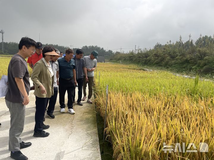 [평택=뉴시스] 평택시 우수 국산 벼 품종 현장 설명회 모습 (사진=평택시 제공) 2025.09.29.photo@newsis.com 