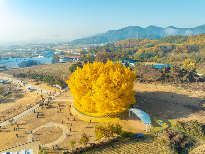 [원주=뉴시스] 반계리 은행나무. (사진=뉴시스 DB). photo@newsis.com *재판매 및 DB 금지