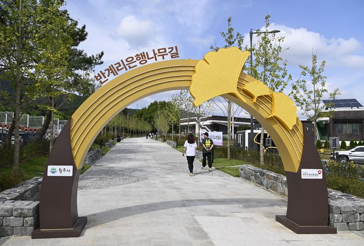 [원주=뉴시스] 원주시 반계리 은행나무광장에 조성된 반계리은행나무길. (사진=원주시 제공) 2025.09.29. photo@newsis.com *재판매 및 DB 금지