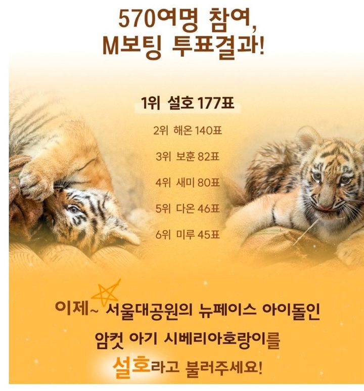 [서울=뉴시스]새끼 시베리아 호랑이 설호. 2025.09.29. (사진=서울대공원 제공) *재판매 및 DB 금지