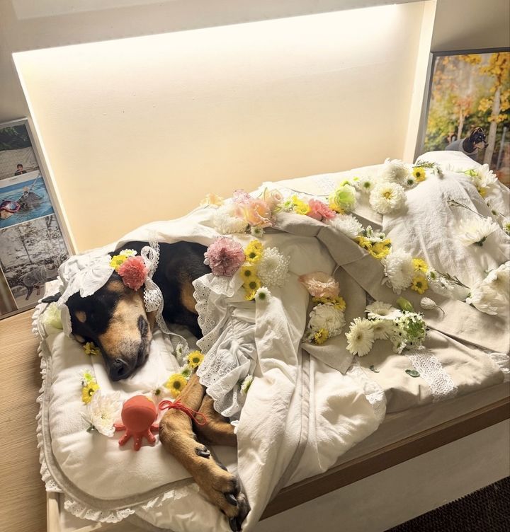 [서울=뉴시스] 배정남 반려견. (사진 = 인스타그램 캡처) 2025.09.30. photo@newsis.com *재판매 및 DB 금지