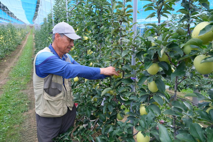 충북 영동군, 신품종 사과 '시나노골드' 첫 수확