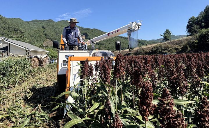 삼척시농업기술센터는 하장면 갈전리 일원에서 국산 육성 수수 신품종 ‘고은찰’ 수확 연시회를 진행하고 있다.(사진=삼척시 제공) *재판매 및 DB 금지