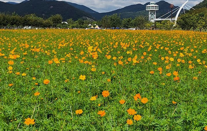 [양산=뉴시스] 황산공원 중부광장은 황화 코스모스로 물들어 있다. (사진=양산시 제공) 2025.09.30. photo@newsis.com *재판매 및 DB 금지