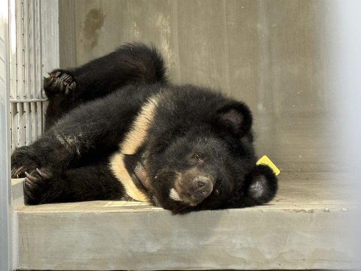 [세종=뉴시스] 보호시설로 이송된 곰(사진=환경부) *재판매 및 DB 금지