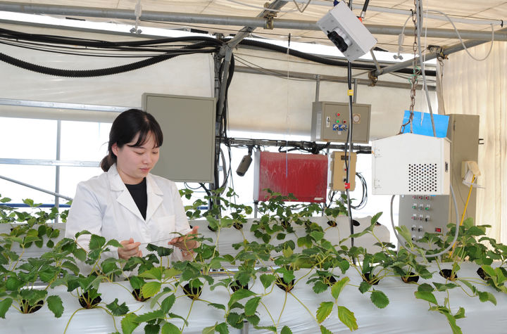 [나주=뉴시스] 부착된 센서를 통해 딸기 생육 정보를 수집하고 있는 전남농업기술원 관계자. (사진 = 전남농업기술원 제공). 2025.09.30. photo@newsis.com *재판매 및 DB 금지