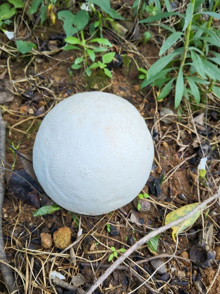 [무안=뉴시스] 댕구알버섯. (사진 = 전남산림연구원 제공). 2025.09.30. photo@newsis.com *재판매 및 DB 금지
