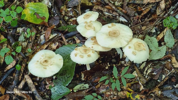 [무안=뉴시스] 독흰갈대버섯. (사진 = 전남산림연구원 제공). 2025.09.30. photo@newsis.com *재판매 및 DB 금지