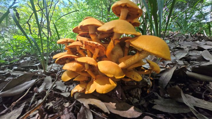 [무안=뉴시스] 갈황색미치광이버섯. (사진 = 전남산림연구원 제공). 2025.09.30. photo@newsis.com *재판매 및 DB 금지