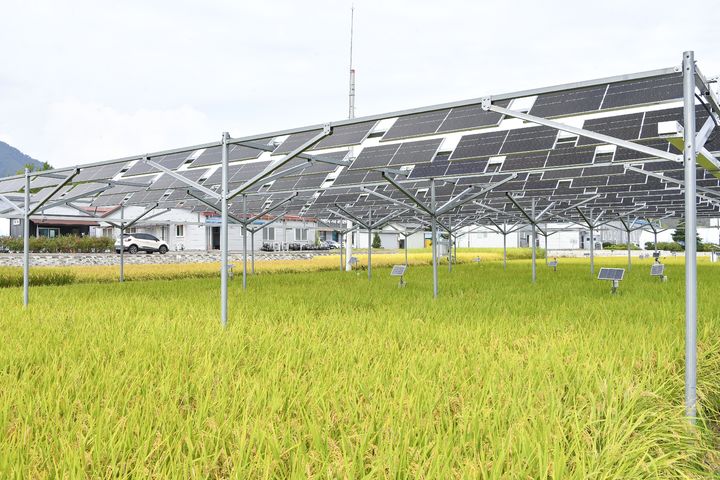 [횡성=뉴시스] 영농형태양광 모습. (사진=횡성군 제공)2025.09.30.photo@newsis.com *재판매 및 DB 금지