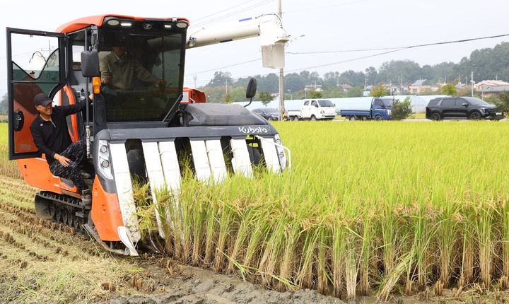 [충주=뉴시스] 이병찬 기자 = 충북 충주시가 자체 개발한 쌀 신품종 '중원진미'를 30일 첫 수확하고 있다. 올해 처음 5개 면 10㏊에서 시범 재배된 중원진미는 80여t 수확이 예상된다.(사진=충주시 제공)2025.09.30.photo@newsis.com *재판매 및 DB 금지