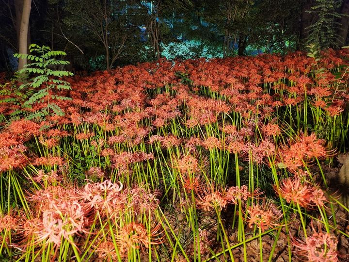[창원=뉴시스] 강경국 기자 = 경남 창원시 마산합포구 산호공원 일원에서 꽃무릇이 활짝 피어 있다. (사진=창원시청 제공). 2025.09.30. photo@newsis.com *재판매 및 DB 금지