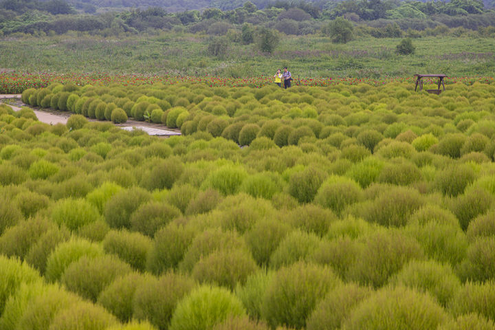 [수원=뉴시스] 연천 임진강댑싸리공원 (사진=경기관광공사 제공) *재판매 및 DB 금지