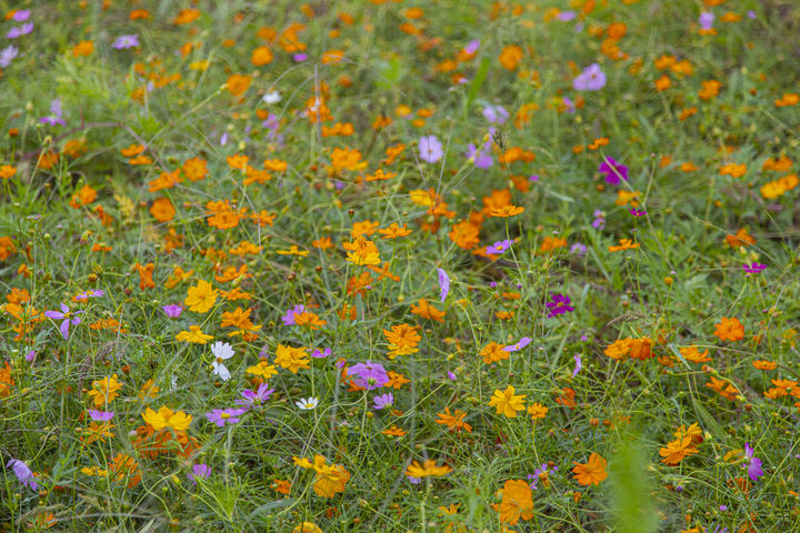 [수원=뉴시스] 여주 당남리섬 (사진=경기관광공사 제공) *재판매 및 DB 금지