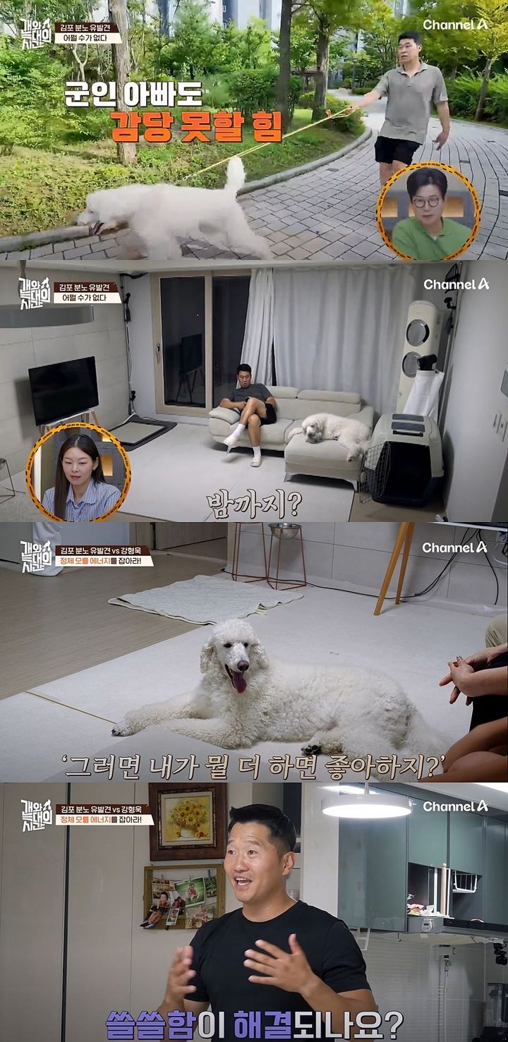 [서울=뉴시스] 지난달 30일 방송한 채널A 예능 프로그램 '개와 늑대의 시간'에선 스탠다드 푸들인 이른바 '김포 분노 유발견' 사연을 소개했다. (사진=채널A '개와 늑대의 시간' 캡처) 2025.10.01. photo@newsis.com *재판매 및 DB 금지