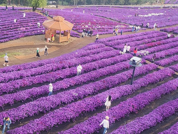 [거창=뉴시스] 1일 거창군 감악산 별바람언덕 꽃별여행 축제애 많은 관광객들이 아스타 국화에 흠뻑 빠져 있다. 2025. 10. 01. shw1881@newsis.com *재판매 및 DB 금지