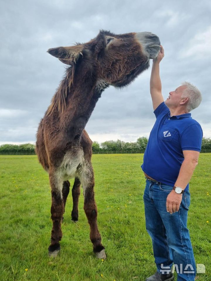 [뉴시스]2026년 기네스북에 등재되는 세계 최장신 당나귀 데릭의 모습. 1.67m의 키를 자랑한다.(사진=보호소 페이스북 Radcliffe Donkey Sanctuary, Huttoft )