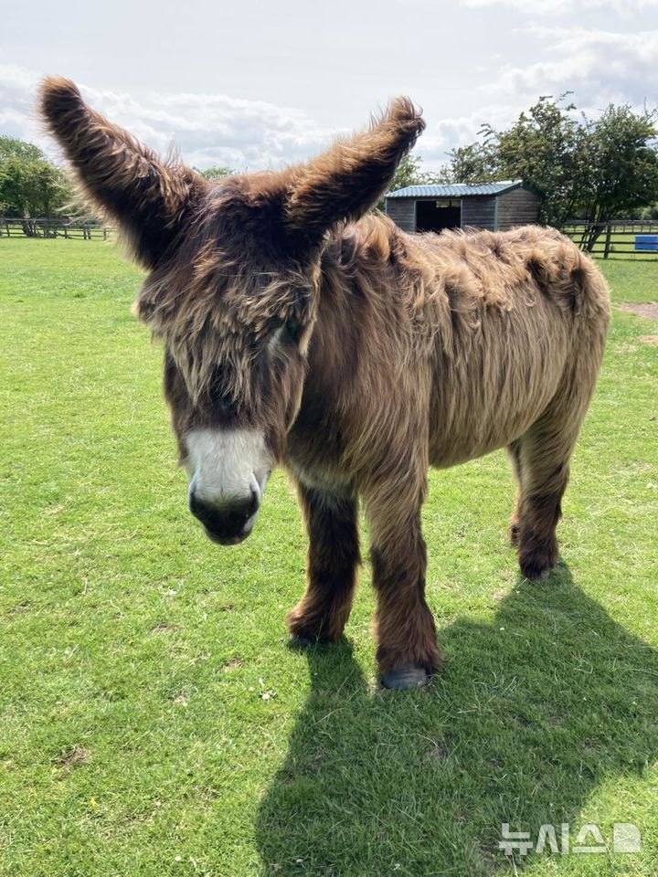 [뉴시스]현존하는 당나귀 중 가장 큰 귀를 가진 당나귀 뱀부의 모습. 35cm에 달하는 큰 귀를 가졌다. (사진=보호소 페이스북 Radcliffe Donkey Sanctuary, Huttoft ) 